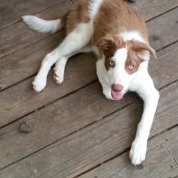 Border Collie Puppies from Spice of Life Border Collies