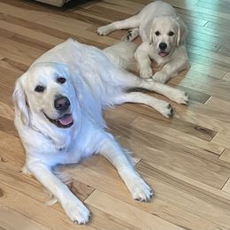 Golden Retriever Puppies from English Creamery Golden Retrievers