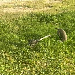 Italian Greyhound Puppies from Fisher Link