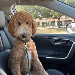 Murphy - Goldendoodle