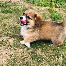  Puppies from Diamond G Corgis