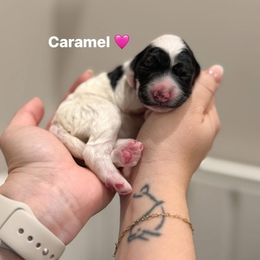 Caramel - Black and white female Bernedoodle puppy in Benton, Arkansas from Cozy Creek Doodles
