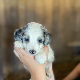 Aussiedoodles from Doodle Doos Pups