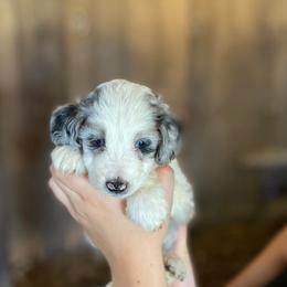 Aussiedoodles from Doodle Doos Pups