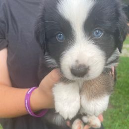 Orbit - Black tri male Miniature American Shepherd puppy in Ruffin, North Carolina from Valkyrie Adventures