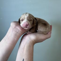 Peter - Red  male Goldendoodle puppy in Calera, Alabama from Red Mountain Minis