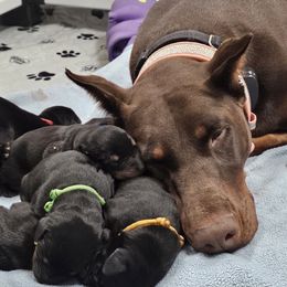 Doberman Pinschers from KJC Champion Kanines