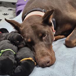 Doberman Pinschers from KJC Champion Kanines