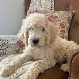 Honey - Cream female Goldendoodle puppy in Clifton, Arizona from Denim & Doodles
