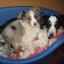 Toy Australian Shepherd Puppies from Jackie lutz