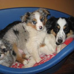 Toy Australian Shepherd Puppies from Jackie lutz