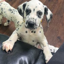 Mr. Goodbar - White and black male Dalmatian puppy in Austin, Texas from Dazzling Dalz