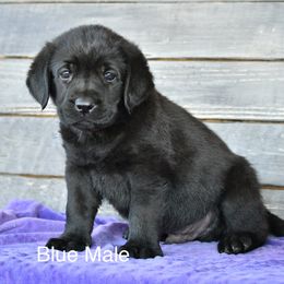 Blue male - Black male Labrador Retriever puppy in Mississippi from Sure Shot English Labs