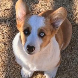 American Corgis and Pembroke Welsh Corgis from Dee Lux Performance Horses & Corgis