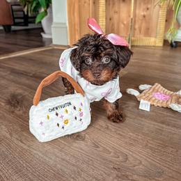 Bernedoodle, Cavapoo, Cavapoochon, Goldendoodle, Poodle, and Yorkipoo Puppies from Anchor Dogs