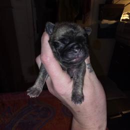 Deku - Brindle male Pug puppy in Spokane, Washington from Kapelac's Royal Pugs
