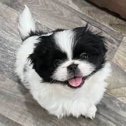 Mabel - FULL AKC - White female Pekingese puppy in Pennsylvania from Triple I Pekes
