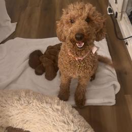 Minnie - Goldendoodle