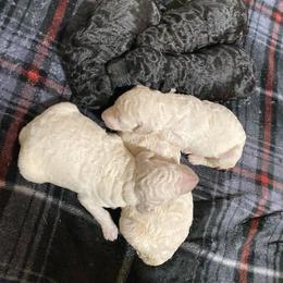 Boy 3 - Poodle puppy in Corryton, Tennessee from Outlaw Standard Poodles