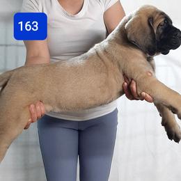 AKC PUP 163 - Fawn male Mastiff puppy in Ava, Missouri from Ozark Mountain Mastiffs