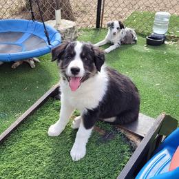 Clover - Tri-color female Border Collie puppy in Morgan, Texas from Shooting Star Ranch