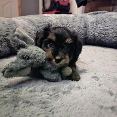 Australian Mountain Doodle, Bernedoodle, Companion Cross, and Shihpoo Puppies from Perfect Companion Puppies