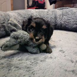Australian Mountain Doodle, Bernedoodle, Companion Cross, and Shihpoo Puppies from Perfect Companion Puppies