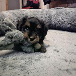 Australian Mountain Doodle, Bernedoodle, Companion Cross, and Shihpoo Puppies from Perfect Companion Puppies