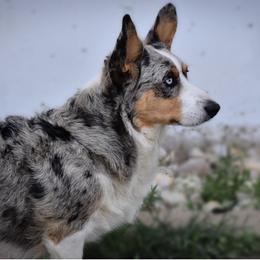 Cardigan Welsh Corgis from BELieve Cardigan Welsh Corgis