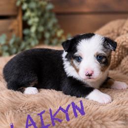 Laikyn - Blue merle female Toy Australian Shepherd puppy in Sanger, California from Flying M Cactus Ranch Buddies