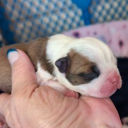 Girl 2 - Seal and white Boston Terrier puppy in Lowell, Arkansas from Bogan's Boston's
