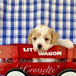 Crossette - Blenheim female Cavapoo puppy in Spokane, Washington from Pinewood Cavapoos