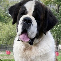 Rumor - Saint Bernard