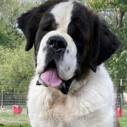 Rumor - Saint Bernard