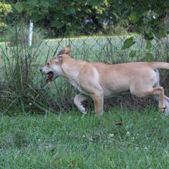 Carolina Dog Puppies from Williams Sweet Carolina