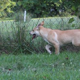 Carolina Dog Puppies from Williams Sweet Carolina