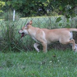 Carolina Dog Puppies from Williams Sweet Carolina