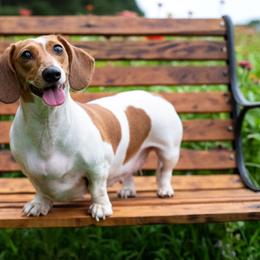 Daphne - Dachshund