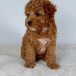Bonny - Red female Cockapoo puppy in Pledger, Texas from Sugarbear Cockapoos