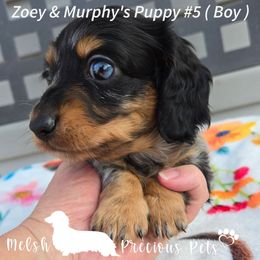 Puppy 5 by Birth order ( Boy 3 ) - Dapple male Dachshund puppy in Anamosa, Iowa from Melsh Precious Pets