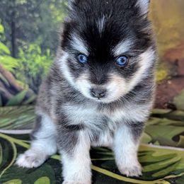 Dora - Black and white female Pomsky puppy in Spring Hill, Florida from www.PuppyTimeEmporium.com