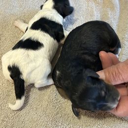 Bernedoodle, Poodle, and Soft Coated Wheaten Terrier Puppies from Whoodles of Wyoming