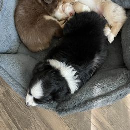 Miniature Australian Shepherd Puppies from Integrity Aussies