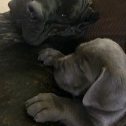 Cane Corso from Prideland Cane Corso