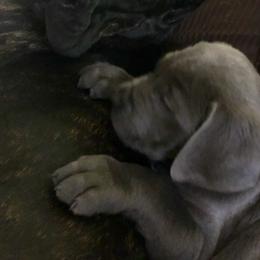 Cane Corso from Prideland Cane Corso