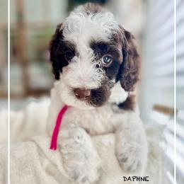 DAPHNE - Parti female Goldendoodle puppy in Houston, Texas from Pia’s Doodle Poodle Wag