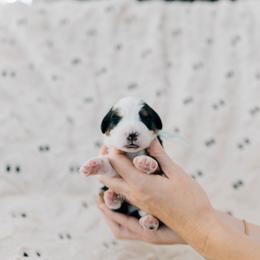 Grace - Tri-color female Bernedoodle puppy in Murray, Utah from Sun Valley Doodles