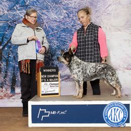 Hardy - Australian Cattle Dog