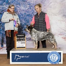Hardy - Australian Cattle Dog