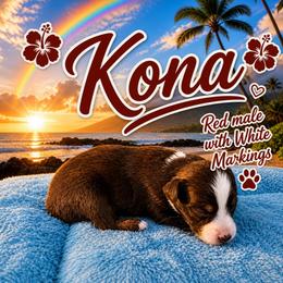 Australian Shepherd Puppies from Aussomely Yours, Australian Shephers